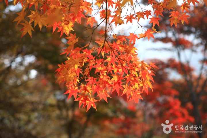 Mt. Naejangsan in Autumn 