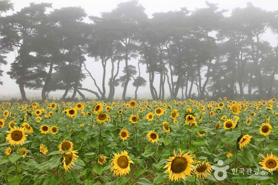Sunflower Village in Boeun