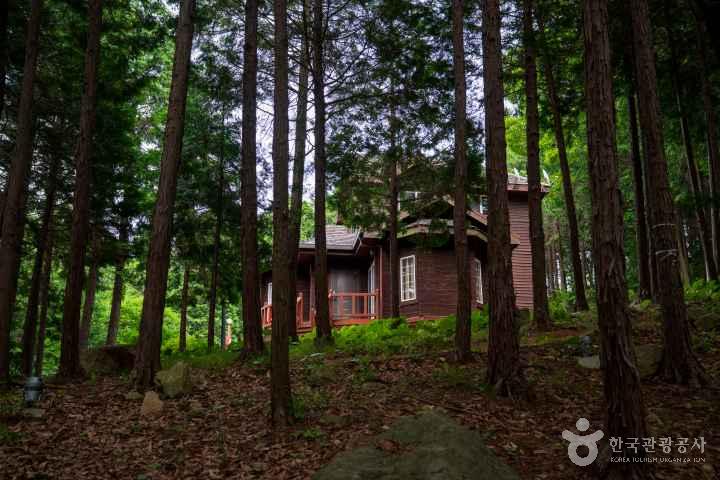 Jeongnamjin Cypress Forest Woodland