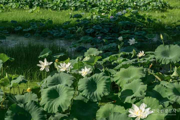 Jocheon Lotus Park