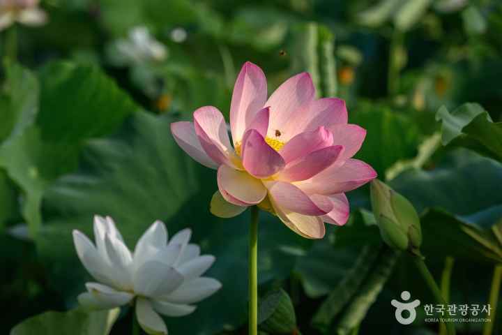 Jocheon Lotus Park