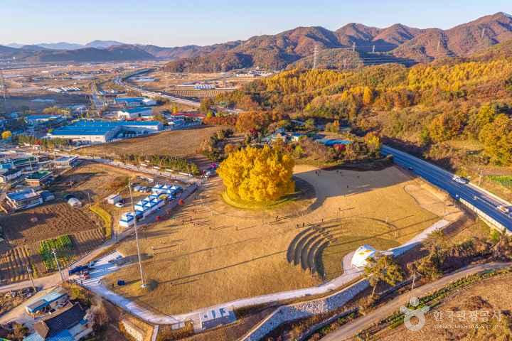 Ginkgo Tree of Bangye-ri, Wonju