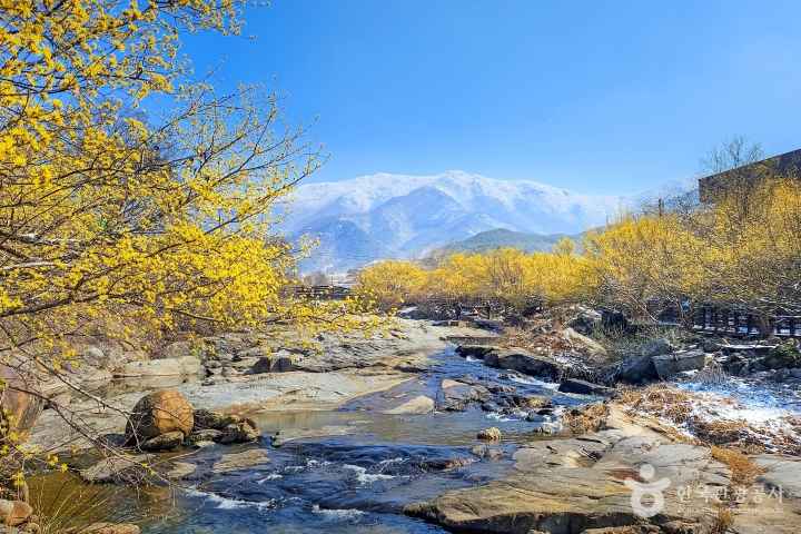 Cornelian Cherries in Spring
