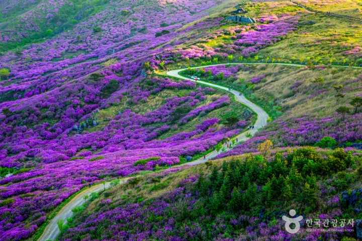 Spring in Hwangmaesan Mountain