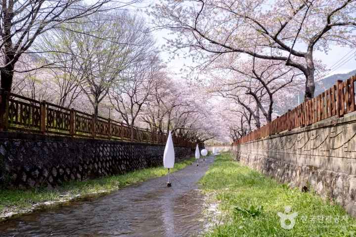 2024 진해군항제