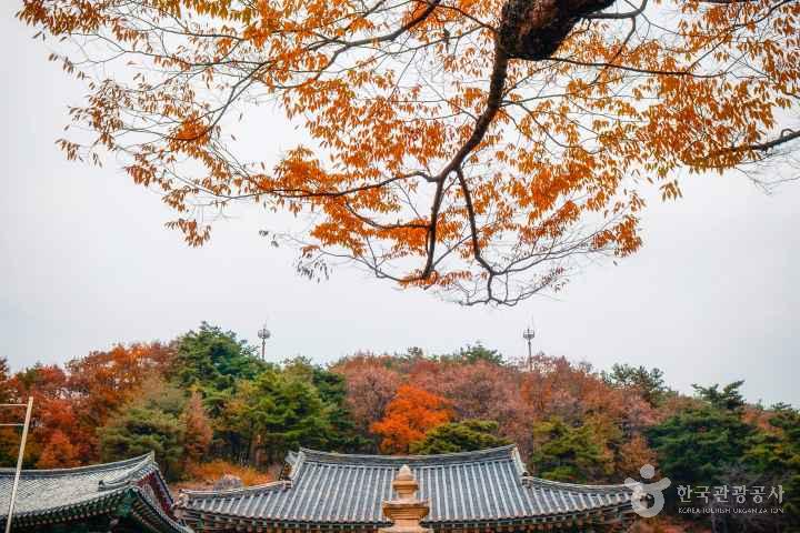 세종 비암사