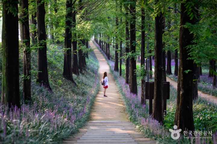 Maengmundong (Broadleaf Liriope) Forest Trail