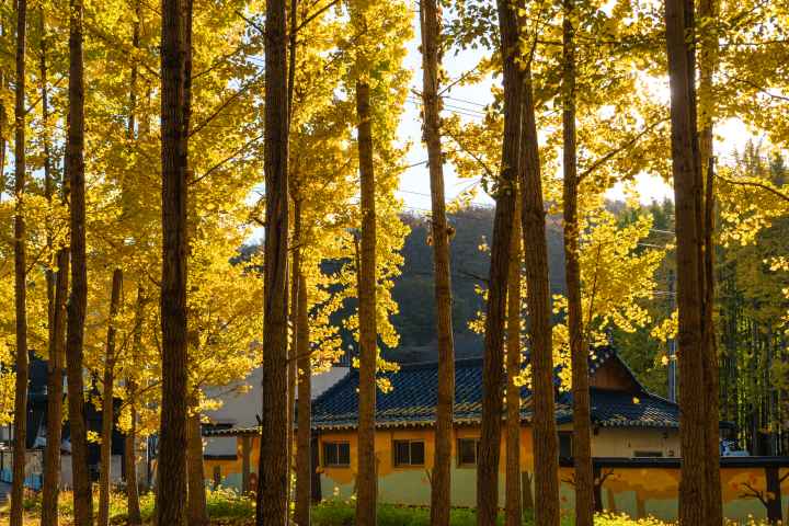 도리마을 은행나무숲