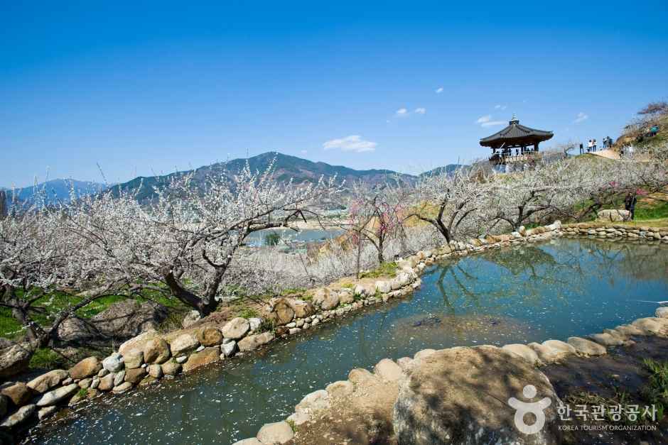 Gwangyang Japanese apricot Village