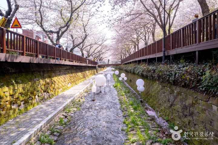 2024 진해군항제