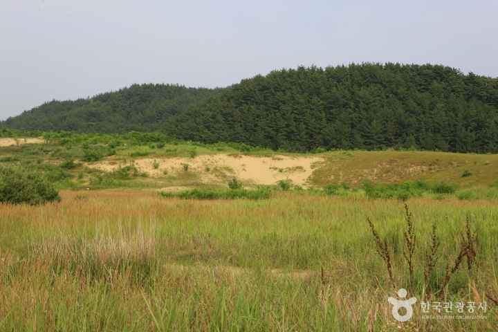 Sinduri sand dune 