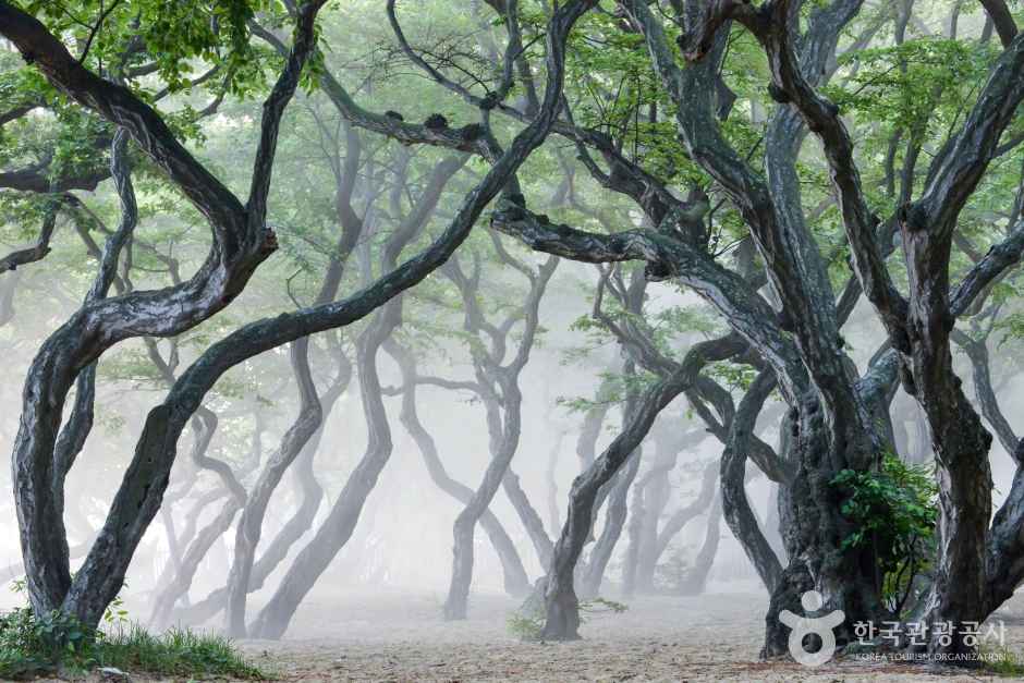 Sosanamu Tree Forest
