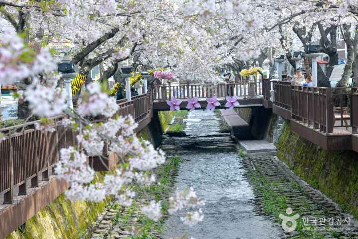 2024 진해군항제