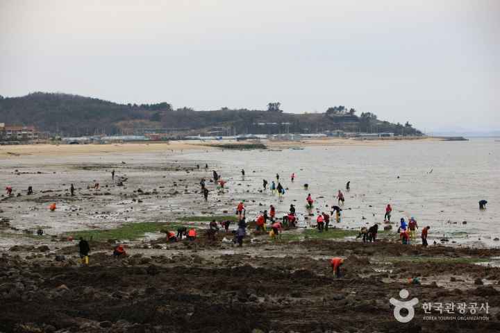 진도 신비의 바닷길 축제