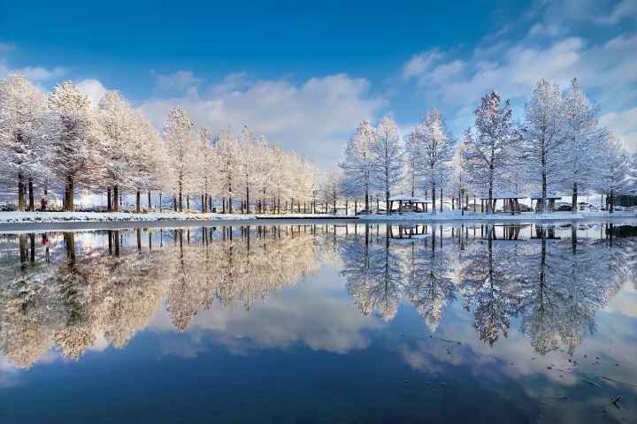 하늘을 품은 연못과 은빛의 메타세콰이아