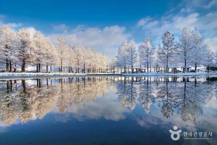 하늘을 품은 연못과 은빛의 메타세콰이아