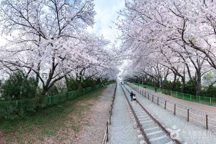 2024 진해군항제