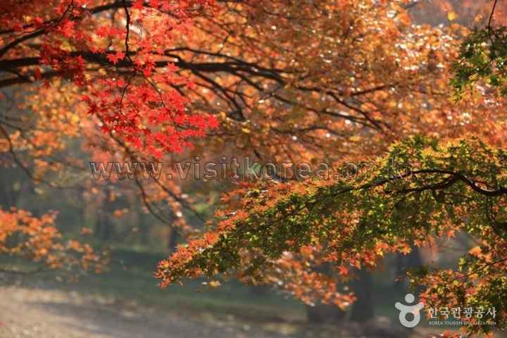 Mt. Naejangsan in Autumn 