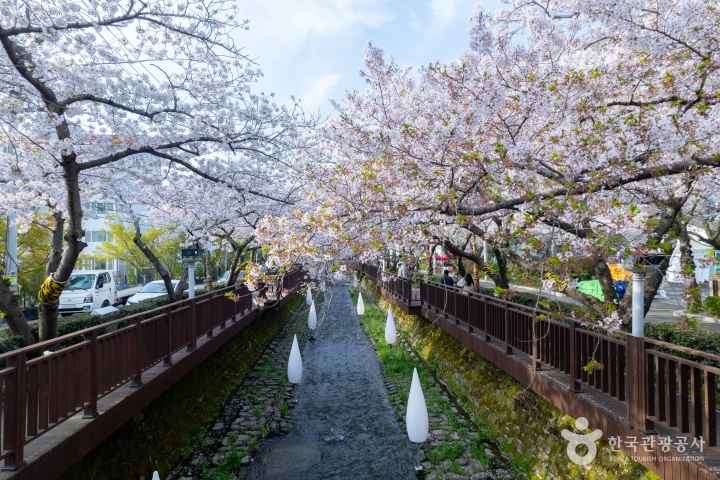 2024 진해군항제