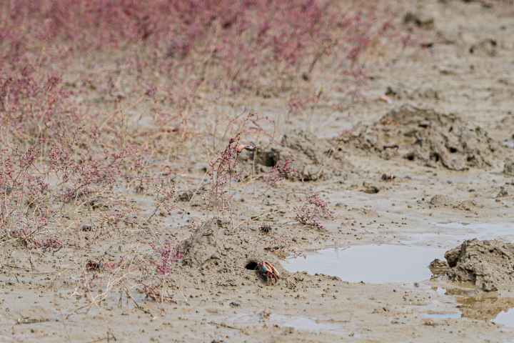 석모도 칠면초 군락지