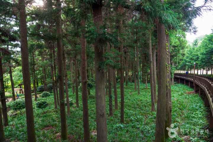 Jeongnamjin Cypress Forest Woodland