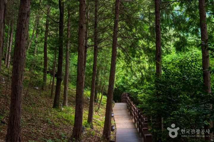 Jeongnamjin Cypress Forest Woodland