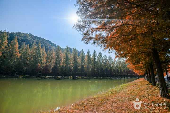담양 메타세쿼이아길