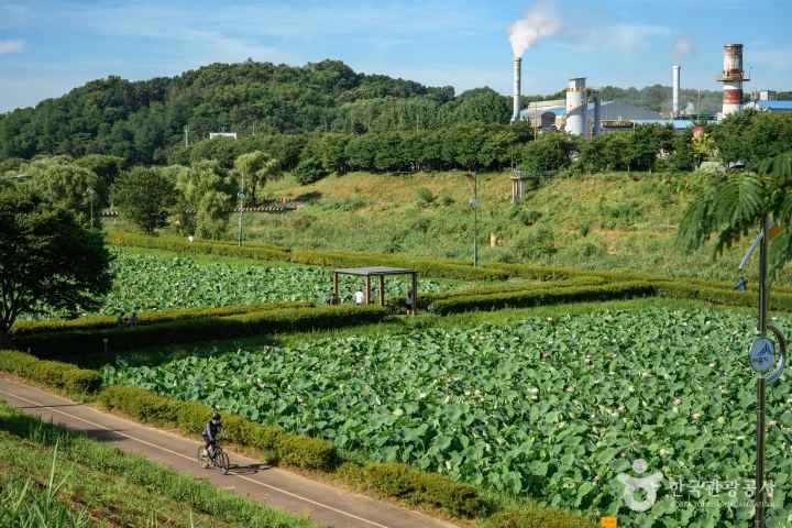 Jocheon Lotus Park