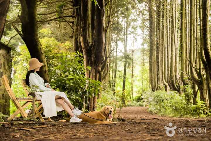 Andol Oreum Secret Forest