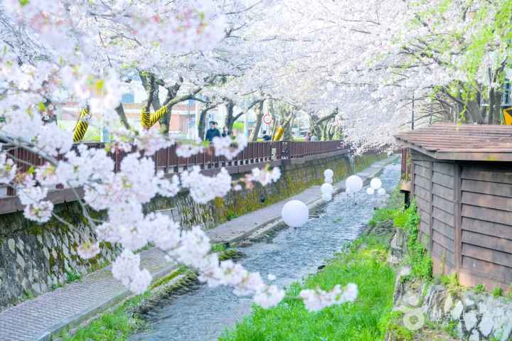 2024 진해군항제