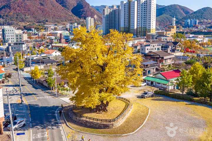 Ginkgo Tree of Hasong-ri, Yeongwol