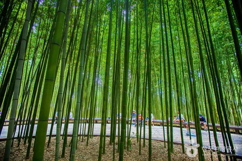 Simni Bamboo Grove on Taehwagang River
