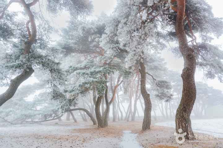 Snow & Frost Covered Pine Grove