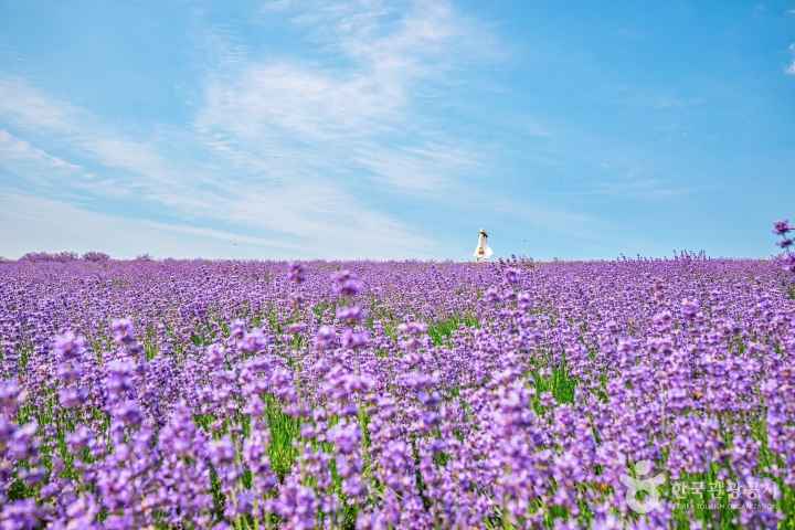 Purple Fragrance