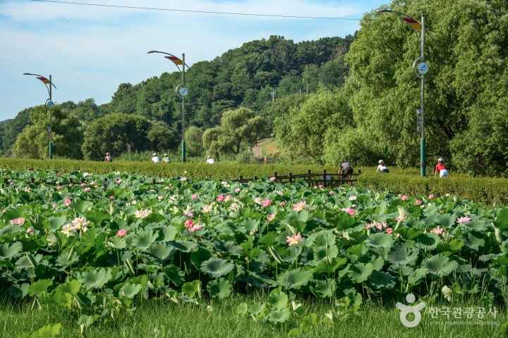 Jocheon Lotus Park