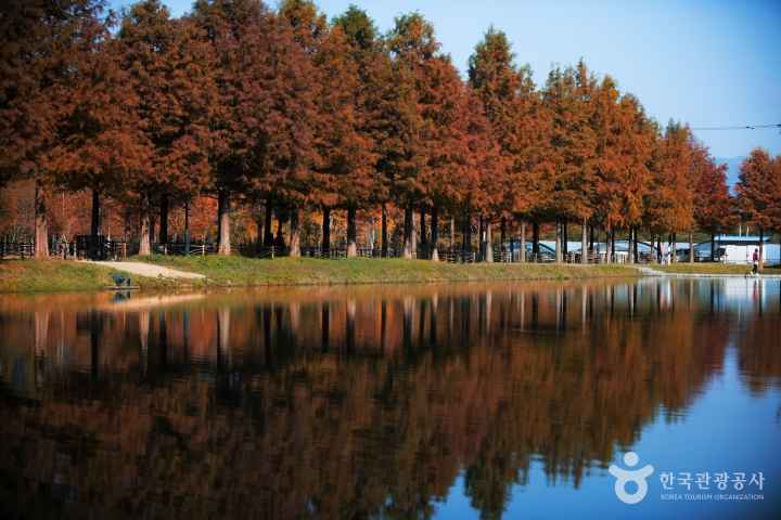 담양 메타세쿼이아길