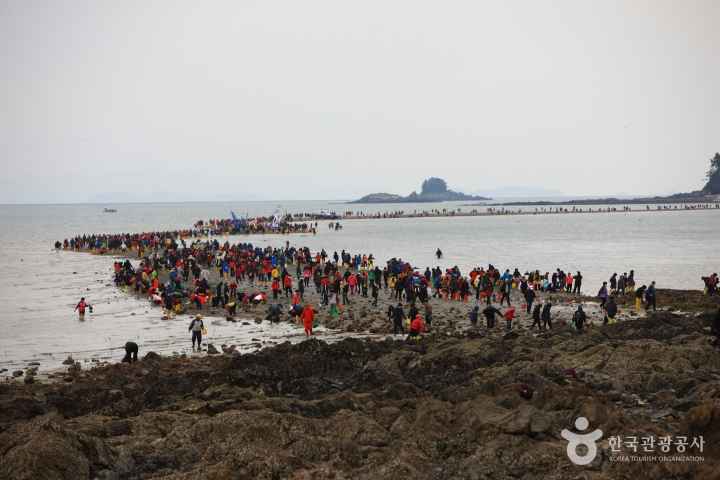 진도 신비의 바닷길 축제