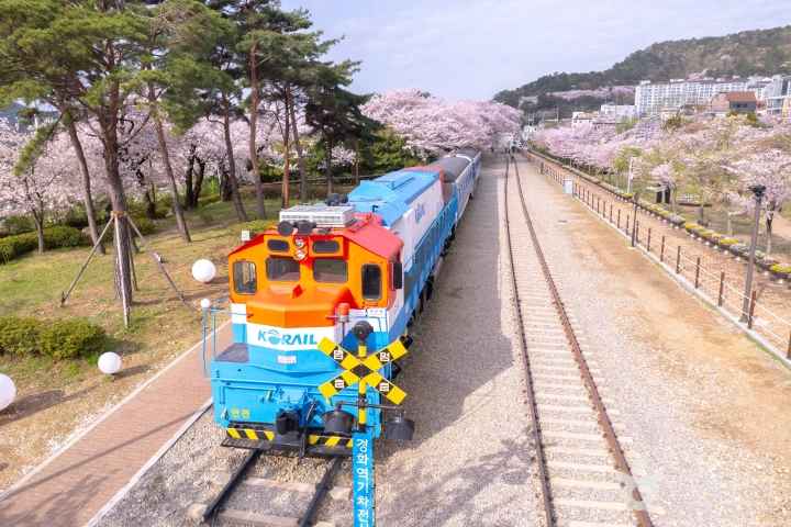 2024 진해군항제