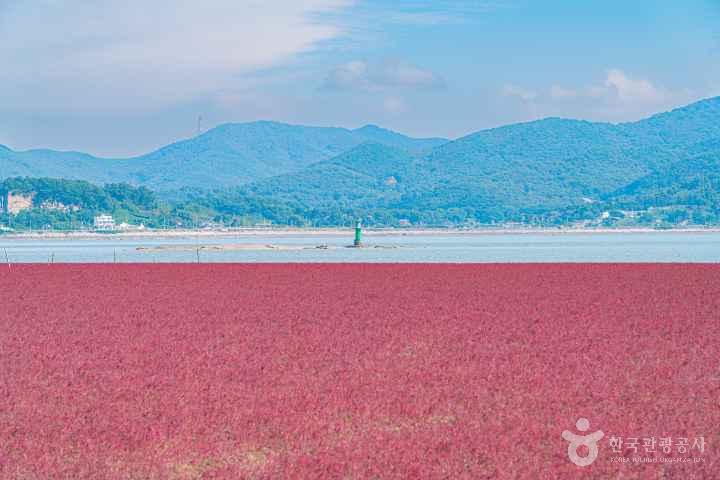 Seongmodo Shrubby Sea-blite Habitat