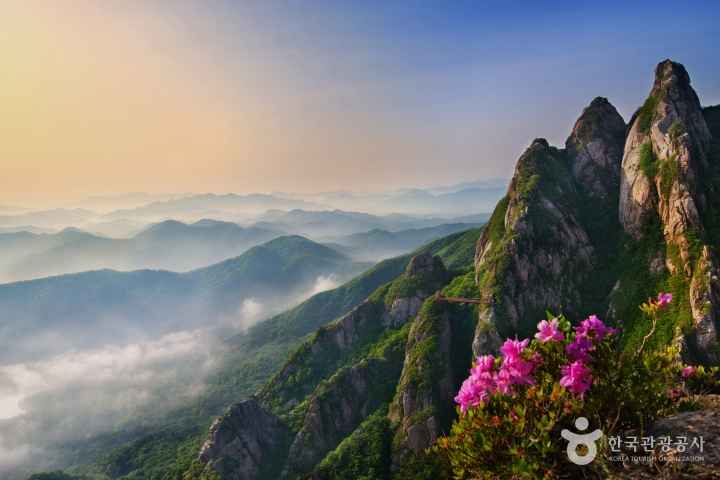 Royal Azaleas on Wolchulsan Mountain