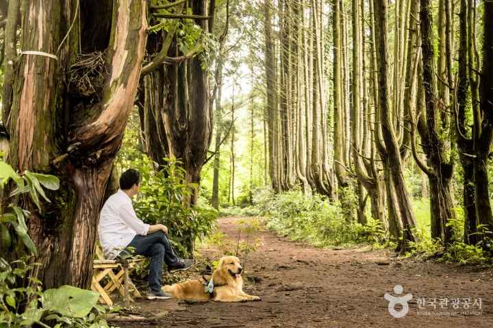 Andol Oreum Secret Forest