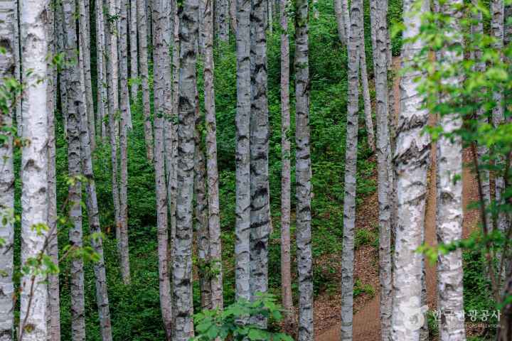 Wondae-ri Birch Forest