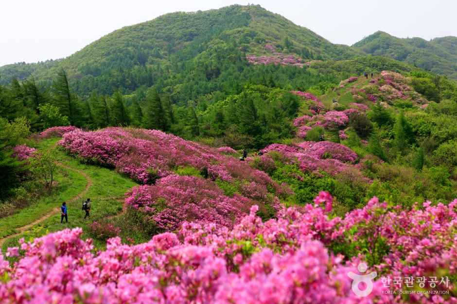 Royal azalea on Mt.Jirisan 