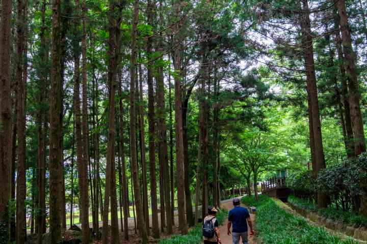 정남진 편백숲 우드랜드