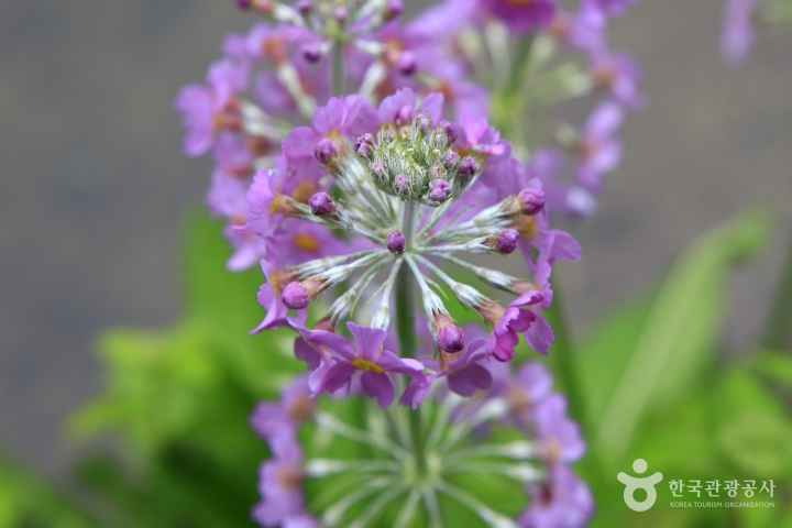 The Garden of Morning Calm