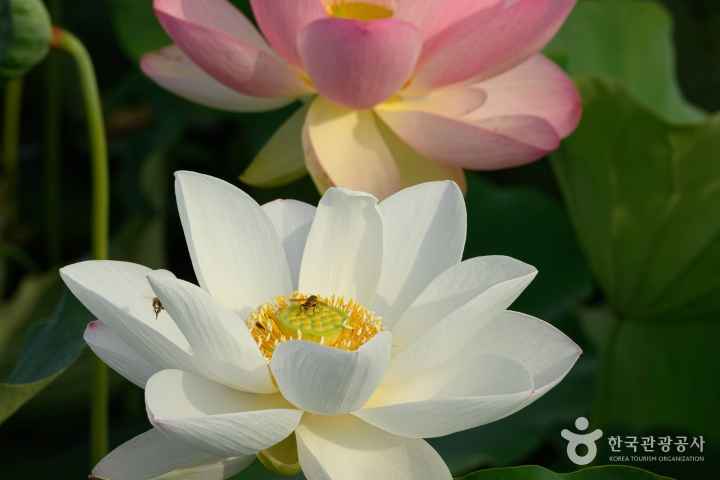 Jocheon Lotus Park
