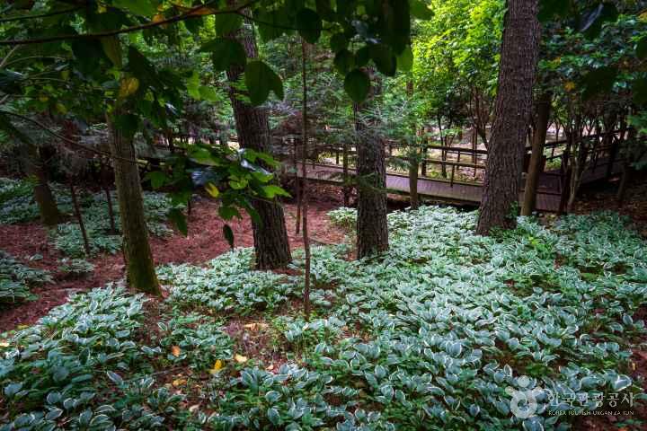 Jeongnamjin Cypress Forest Woodland