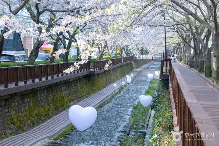 2024 진해군항제