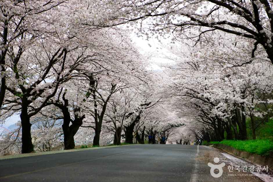 Hwagae 4km Cherry Blossom Road 