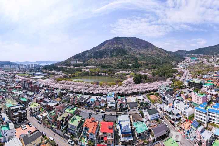 2024 진해군항제